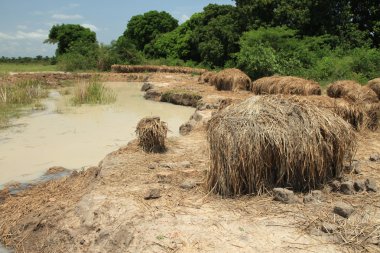 Tuğla Fabrikası - uganda, Afrika