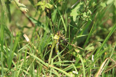 şeker kamışı ekimi - uganda, Afrika