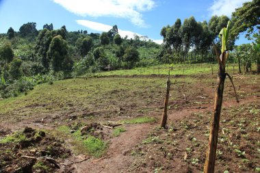 kelime falls - uganda, Afrika