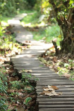 bigodi bataklık - uganda