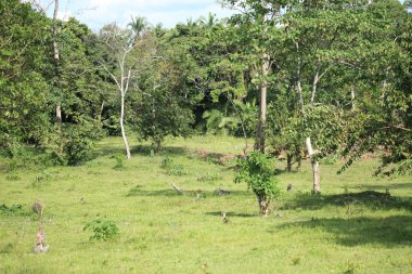 bigodi bataklık - uganda