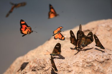 Kelebek - bigodi sulak - uganda, Afrika