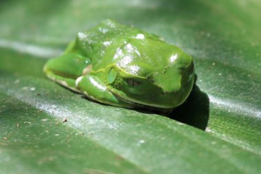 Yeşil ağaç kurbağası - bigodi sulak - uganda, Afrika