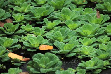bigodi bataklık - uganda
