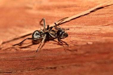 Ant - bigodi sulak - uganda, Afrika