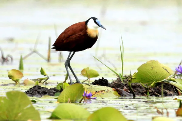 Jacana Afryki ptak - jezioro opeta - uganda, Afryka — Zdjęcie stockowe