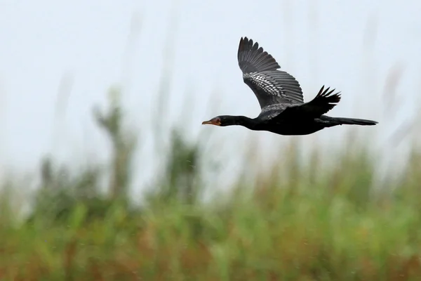 Afrikansk ormhalsfågel fågel - sjön opeta - uganda, Afrika — Stockfoto