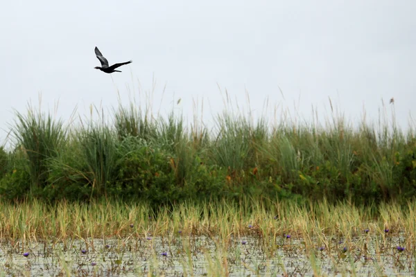 アフリカのダーツを投げる鳥 - 湖 opeta - ウガンダ、アフリカ — ストック写真