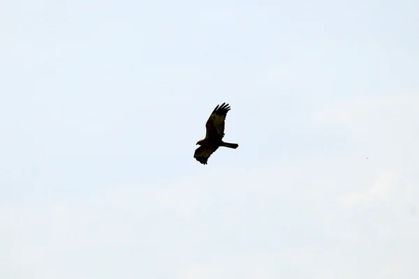 African Mash Harrier Bird - Lago Opeta - Uganda, Africa — Foto Stock