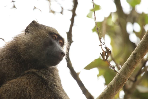 올리브 개 코 원숭이-Bigodi 습지-우간다, 아프리카 — 스톡 사진