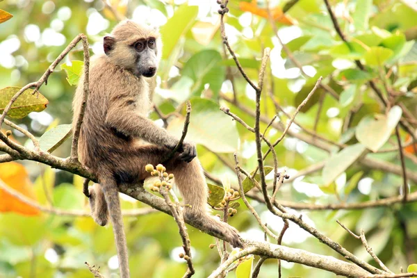 Olivenpavian - bigodi feuchtgebiete - uganda, afrika — Stockfoto