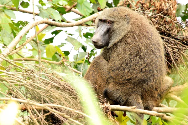 Olivenpavian - bigodi feuchtgebiete - uganda, afrika — Stockfoto