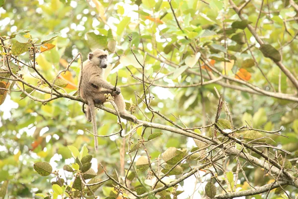 올리브 개 코 원숭이-Bigodi 습지-우간다, 아프리카 — 스톡 사진