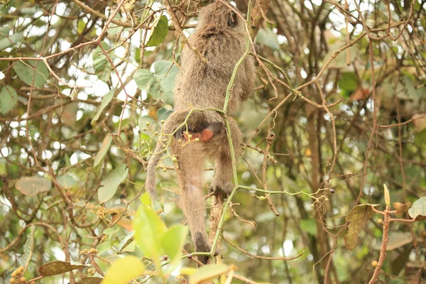 Affenhintern - bigodi feuchtgebiete - uganda, afrika — Stockfoto
