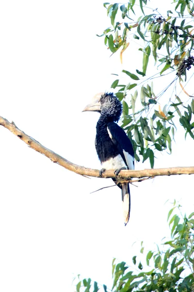 Black & White Casqued Hornbill- Bigodi Wetlands - Uganda, Africa — Stock Photo, Image