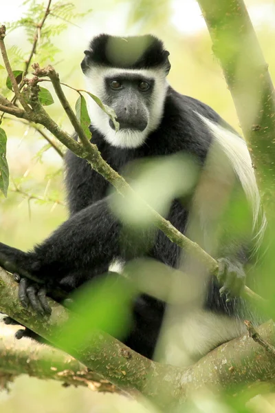 Colobus noir et blanc - Bigodi Wetlands - Ouganda, Afrique — Photo