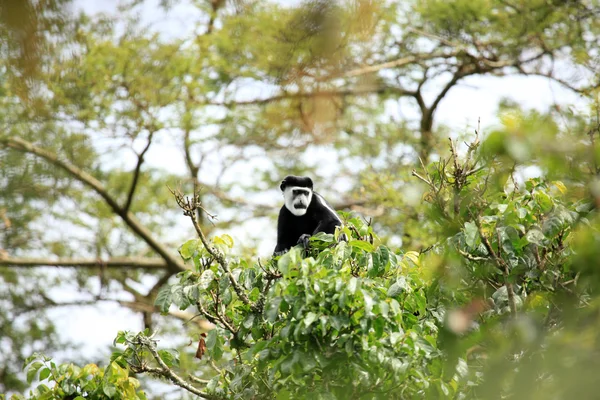 Colobus noir et blanc - Bigodi Wetlands - Ouganda, Afrique — Photo