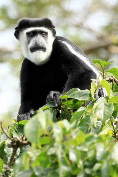 Černé a bílé colobus - bigodi mokřady - uganda, Afrika — Stock fotografie