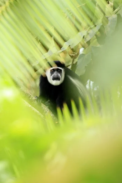 Siyah ve beyaz colobus - bigodi sulak - uganda, Afrika — Stok fotoğraf