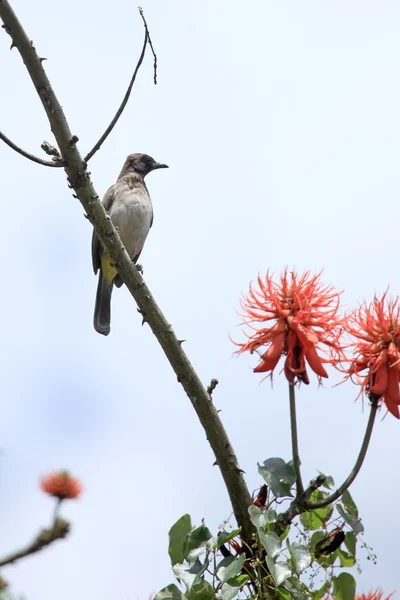 Common bulbul - bigodi feuchtgebiete - uganda, afrika — Stockfoto