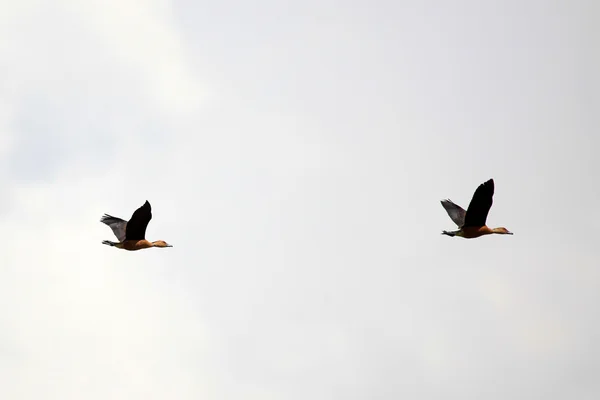 Vogel - opeta-see - uganda, afrika — Stockfoto