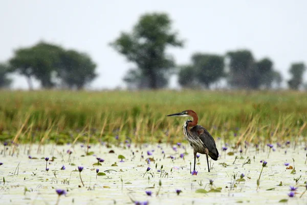 Goliath reiher - opeta-see - uganda, afrika — Stockfoto