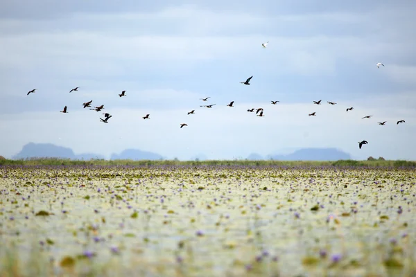 Fågel - sjön opeta - uganda, Afrika — Stockfoto