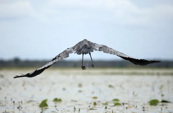 Goliath reiher - opeta-see - uganda, afrika — Stockfoto