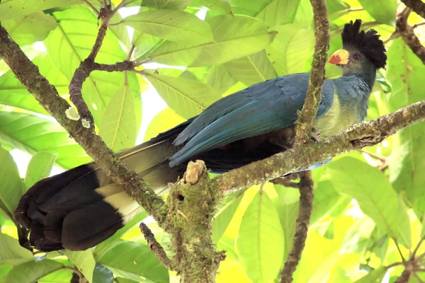 Büyük mavi turaco - bigodi sulak - uganda, Afrika — Stok fotoğraf