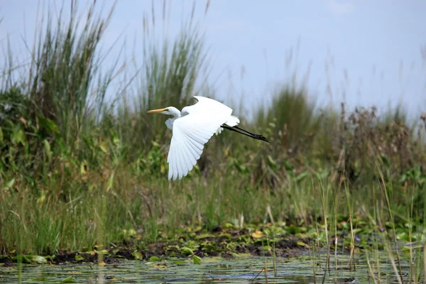 Gran garza blanca - Lago Opeta - Uganda, África — Foto de Stock