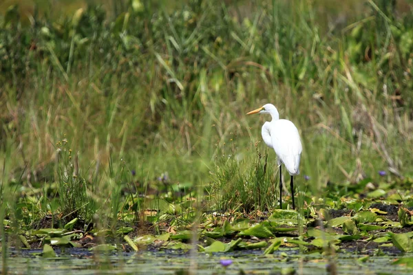 Silberreiher - opeta-see - uganda, afrika — Stockfoto