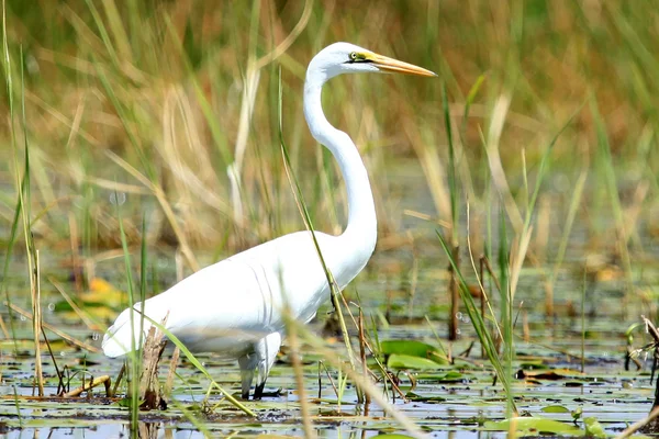Czapla biała - jezioro opeta - uganda, Afryka — Zdjęcie stockowe