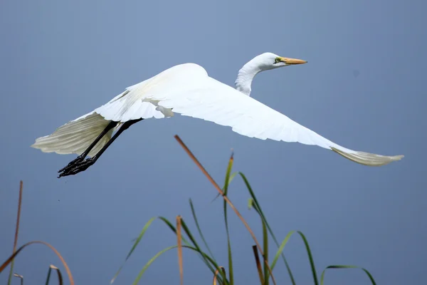 Grande aigrette blanche - Lac Opeta - Ouganda, Afrique — Photo