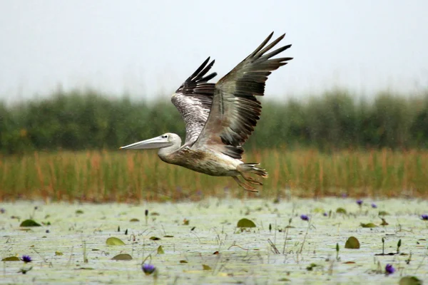 Grande Pelicano Branco - Lago Opeta - Uganda, África — Fotografia de Stock