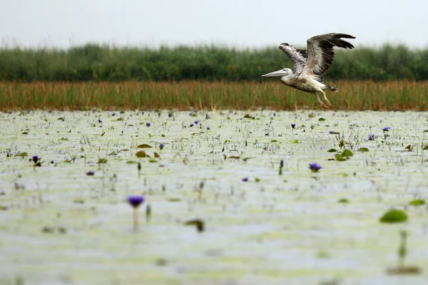 Pelikán bílý - jezero opeta - uganda, Afrika — Stock fotografie