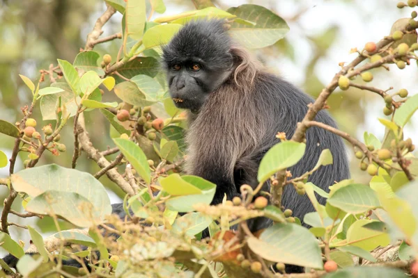 Grey-Cheeked Mangabey - Bigodi Wetlands - Uganda, Africa — Stock Photo, Image