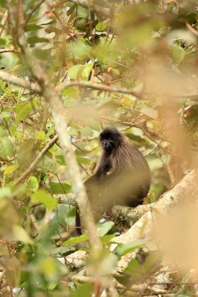 Mangabey à joues grises - Bigodi Wetlands - Ouganda, Afrique — Photo