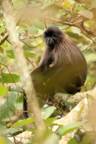 Grey-Cheeked Mangabey - Bigodi Wetlands - Uganda, Africa — Stock Photo, Image