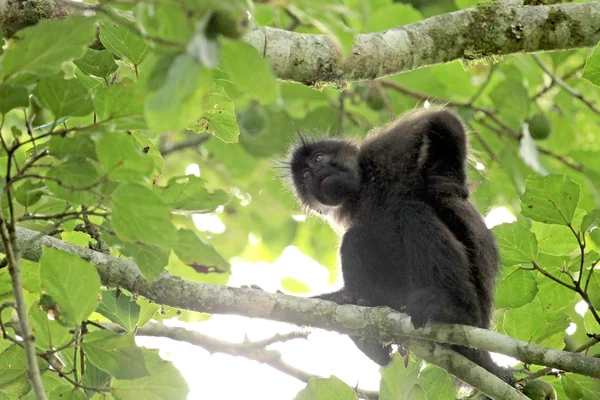 Grey-Cheeked Mangabey - Bigodi Wetlands - Uganda, Africa — Stock Photo, Image