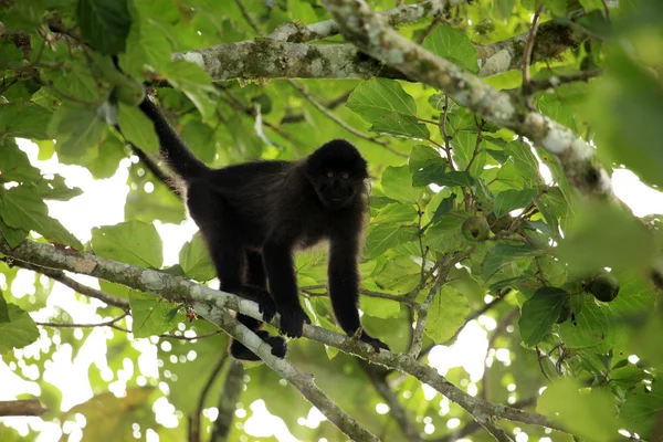 Grauwangenmangabey - bigodi feuchtgebiete - uganda, afrika — Stockfoto