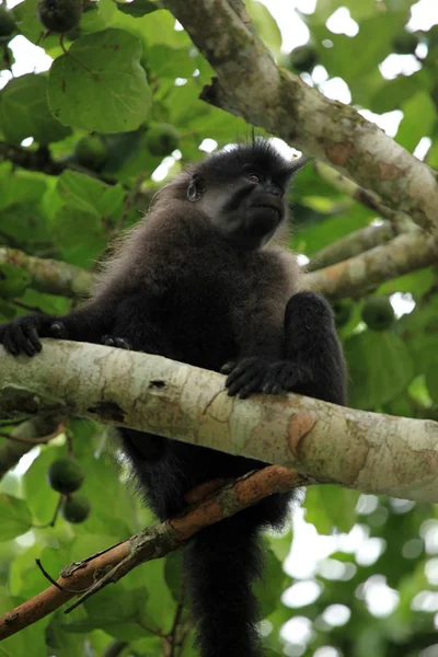 Γκρι-το mangabey - bigodi υγροτόπων - Ουγκάντα, Αφρική — Φωτογραφία Αρχείου