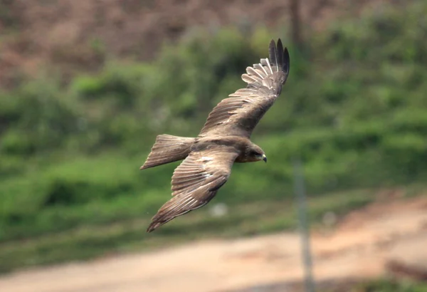 Gelbschnabeldrachen - uganda, afrika — Stockfoto