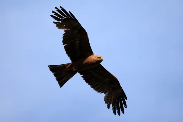 Κίτρινο τιμολογείται kite - Ουγκάντα, Αφρική — Φωτογραφία Αρχείου