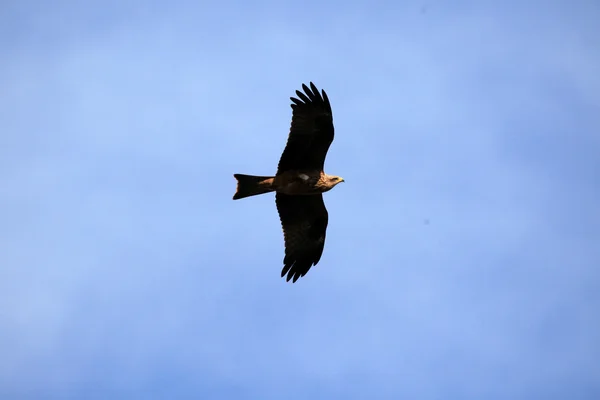 Gul faktureras kite - uganda, Afrika — Stockfoto