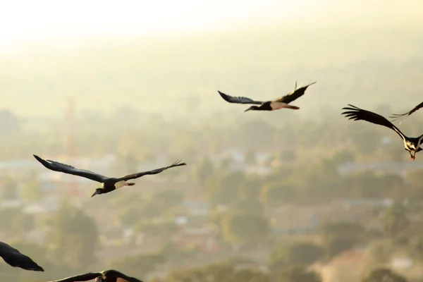 Geel gefactureerd kite - Oeganda, Afrika — Stockfoto