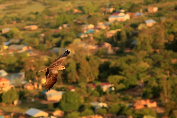 黄色记帐风筝-乌干达、 非洲 — 图库照片