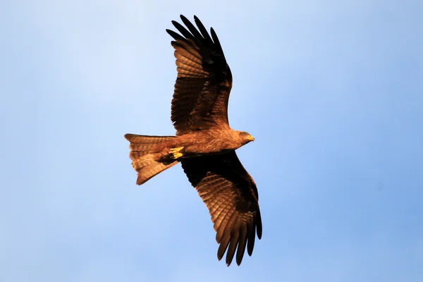 Κίτρινο τιμολογείται kite - Ουγκάντα, Αφρική — Φωτογραφία Αρχείου
