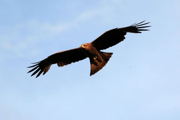 Cerf-volant à bec jaune - Ouganda, Afrique — Photo