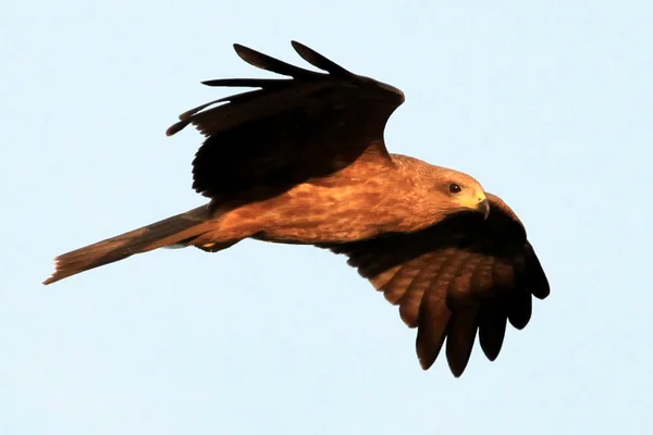 A Sárgacsőrű Kite - Uganda, Afrika — Stock Fotó