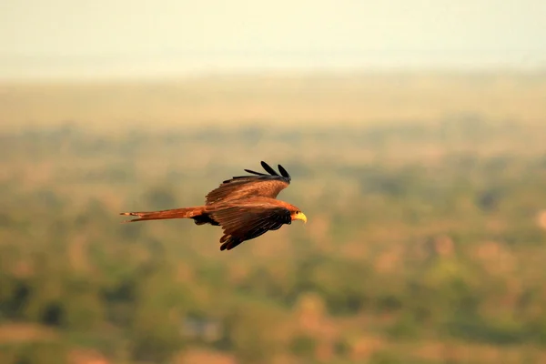 Κίτρινο τιμολογείται kite - Ουγκάντα, Αφρική — Φωτογραφία Αρχείου